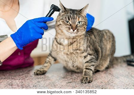 Young Beautiful Girl A Veterinarian Examines A Cat's Ears With An Otoscope. Cat Is Not Happy