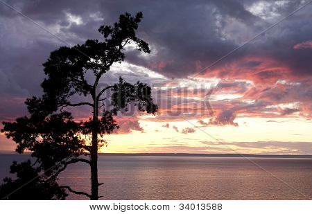 Pino al tramonto in sagoma.