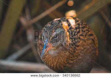 Curious Western Weka On The South Island Of New Zealand