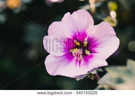 Close-up Of Hibiscus Syriacus Althea Rose Of Sharon Flower (also Called Aphhrodite Hibiscus) Shot Un
