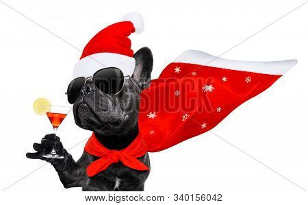 Christmas Santa Claus French Bulldog Dog As A Holiday Season Surprise Out Of A Gift Or Present Box  