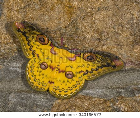 Golden Emperor Moth, Loepa Katinka At Meghalaya In India
