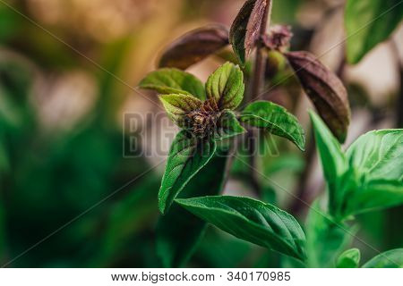 Closeup Macro Shot Of The Blossom And The Leaves Of A Herbal Basil Plant, View From Top Down, High A