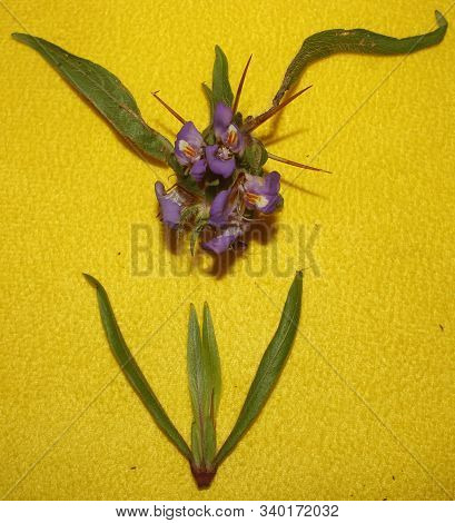 Flowers ,leaves, Throne, Stem Of Hygrophila Auriculata Is A Herbaceous, Medicinal Plant In The Acant