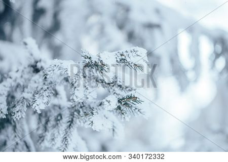 Christmas Tree With Snow Outdoor, Frozen Branch Of Spruce With Snow, Colden Winter Day.