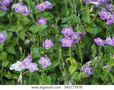 Pink Violet Flower Zimbabwe Creeper, Pink Trumpet Vine, Trumpet Vine Name Happiness Is A Semi-shrub