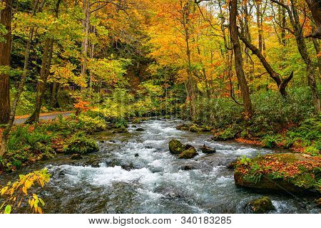Oirase Mountain Stream Flow Along The Oirase Stream Walking Trail In The Colorful Foliage Of Autumn 