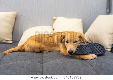 Little Golden Puppy Playing With A Shoe On Sofa Bed