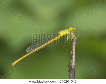 Coromandal Marsh Dart, Damselfly, Ceriagrion Coromandelianum At Mumbai In Maharashtra, India
