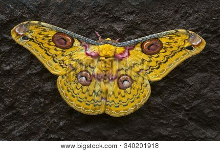 Golden Emperor Moth, Loepa Katinka At Bhandardara In Maharashtra, India
