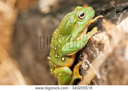 Magnificent Tree Frog
