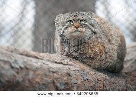 Pallas's Cat (otocolobus Manul). Manul Is Living In The Grasslands And Montane Steppes Of Central As