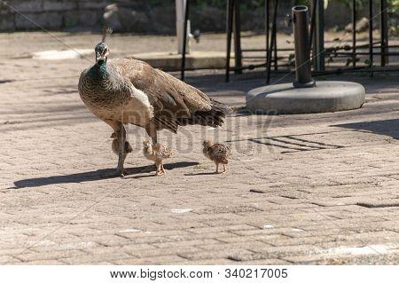 A Close Up View Of A Mother Peacock And Her Babies Walking Passed A Park Eating Area