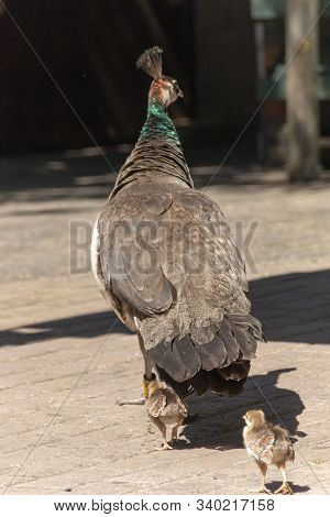 A Close Up View Of A Mother Peacock And Her Babies Walking Passed A Park Eating Area