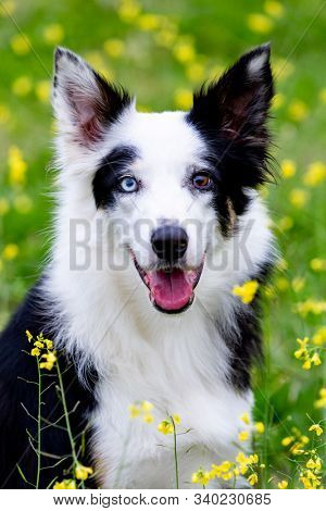 Beautiful black and white Border Collie dog with eyes with different colors