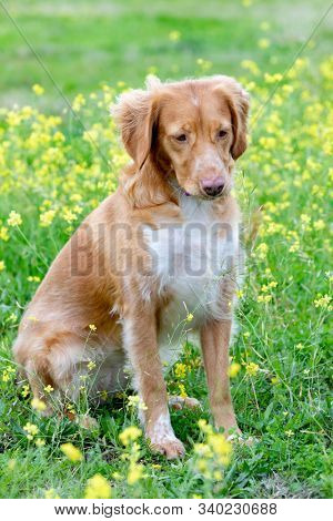 Beautiful brown breton dog in a meadow with many yellow flowers