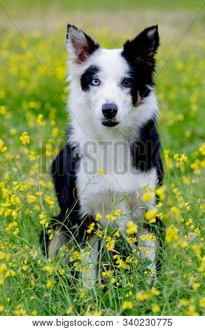 Beautiful black and white Border Collie dog with eyes with different colors