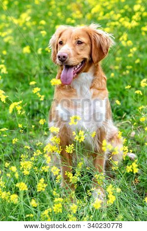 Beautiful brown breton dog in a meadow with many yellow flowers