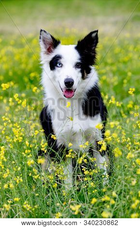 Beautiful black and white Border Collie dog with eyes with different colors