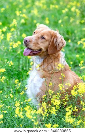 Beautiful brown breton dog in a meadow with many yellow flowers