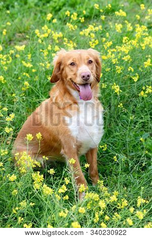 Beautiful brown breton dog in a meadow with many yellow flowers
