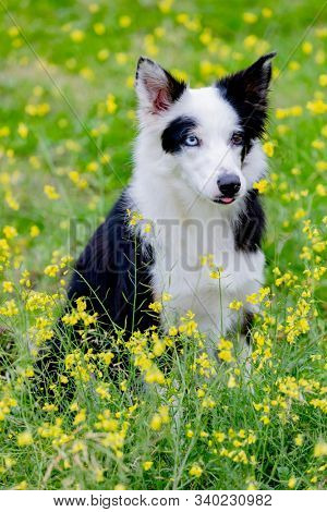 Beautiful black and white Border Collie dog with eyes with different colors