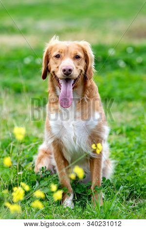 Beautiful brown breton dog in a meadow with many yellow flowers