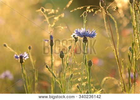 Cornflower flower Nature flower sunset Nature flower background Nature flower Nature flower background Nature flower background flower spring Nature meadow Nature flower Nature flower background wildflower Nature flower background flower Nature background