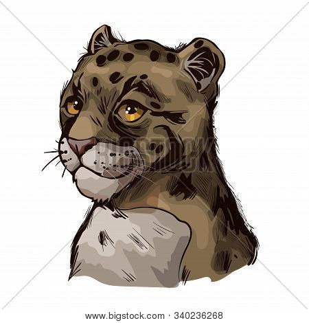 Clouded Leopard Baby Tabby Neofelis Nebulosa Wild Cat From Himalayan Isolated Sketch. Digital Art Il