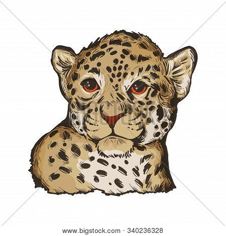 Jaguar Baby Tabby Portrait Closeup Of Animal Isolated Sketch. Panthera Carnivore Fauna. Wildlife Of 