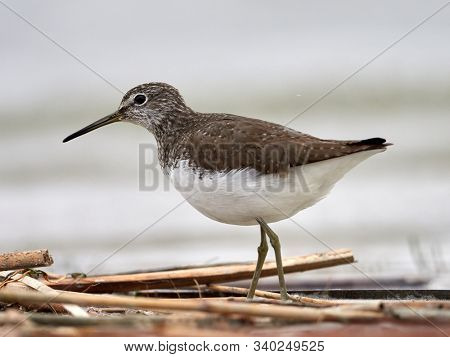 sandpiper (Tringa Ochropus) on the lake shore