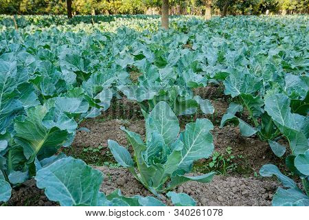 Cauli Flower, Brassica Oleracea, Being Cultivated In An Agriculture Field. View Of Green Farming Of 