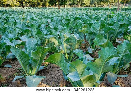 Cauli Flower, Brassica Oleracea, Being Cultivated In An Agriculture Field. View Of Green Farming Of 
