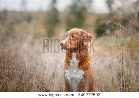 Wet Dog In The Grass. Pet In The Rain. Red Nova Scotia Duck Tolling Retriever In Nature