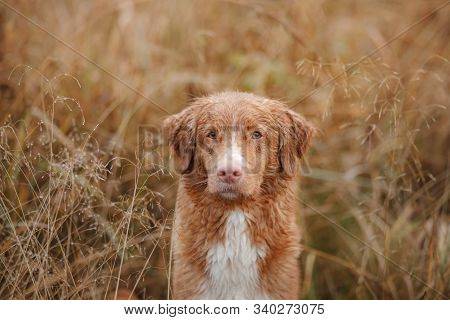 Wet Dog In The Grass. Pet In The Rain. Red Nova Scotia Duck Tolling Retriever In Nature
