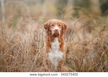 Wet Dog In The Grass. Pet In The Rain. Red Nova Scotia Duck Tolling Retriever In Nature
