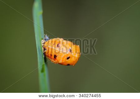 Macro Of A Larva Of A Ladybug On A Blade Of Grass