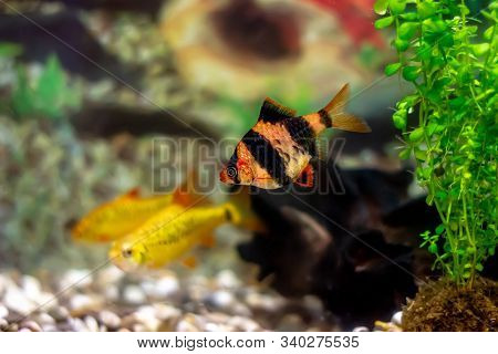 Tiger Barbs Or Sumatra Barbs (puntius Tetrazona) In A Home Decorative Aquarium - Bright Tropical Fis