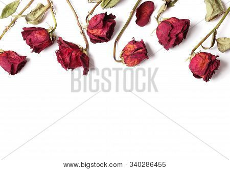 Dead Red Rose On A White Background With Copy Space