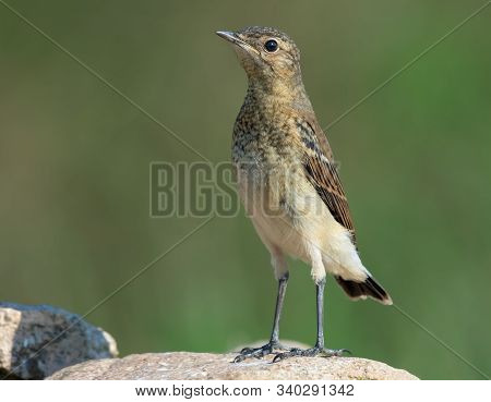 Young Northern Wheatear Stands Upright On Rock In Summer Breeding Time
