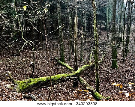 Green Damage Trees On The Ground  Forming An 