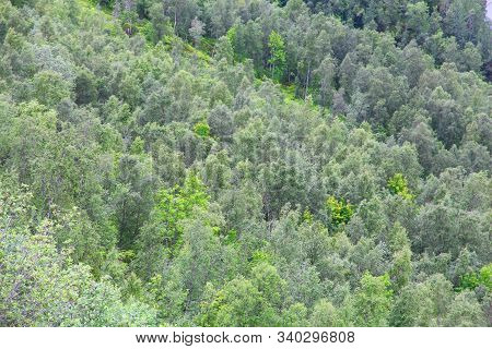 Boreal Forest In Norway. Mixed Forest Of Arctic Norway In Nordland Region.