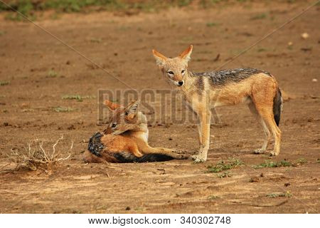 The Pair Of Black-backed Jackal (canis Mesomelas) Playing Close To The Waterhole In Kalahari Desert.
