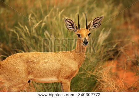The Steenbok (raphicerus Campestris) Walking In Bush With Green Background In Evening Sun. Portrait.