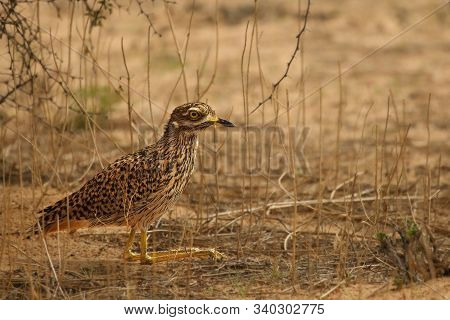 Spotted Thick Knee (burhinus Capensis) Sitting In Dry Grass In Shade In The Kalahari Desert With Dry