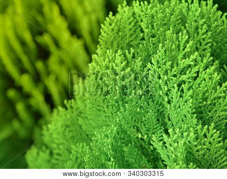 Japanese Cypress (chamaecyparis Obtusa) Or Hinoki Cypress Branch, Christmas Evergreen Background.