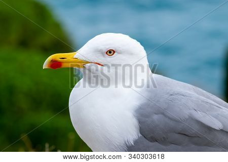 Clear And Sharp View Of White With Grey Wings And Yellow With Red Color Beak Seagull (larus Crassiro