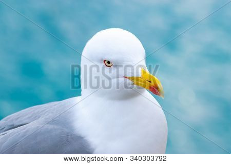 White With Grey Wings And Yellow With Red Color Beak Seagull (larus Crassirostris) Portrait In Blue 