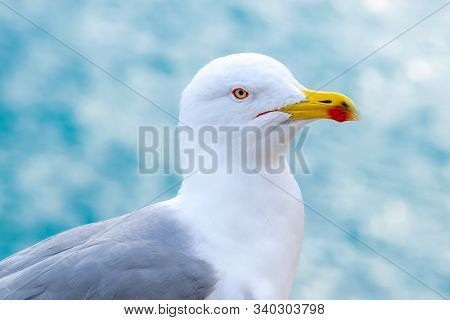 Clear And Sharp View Of White With Grey Wings And Yellow With Red Color Beak Seagull (larus Crassiro