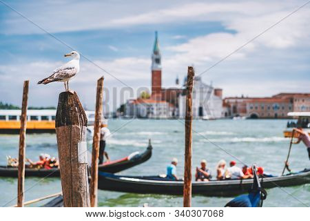 Scenic View Of Blurred Venice Panorama Of Venices Embankment With Seagull In Front. Most Popular Tou